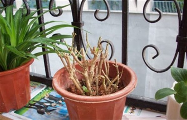 盆栽茉莉修剪方法