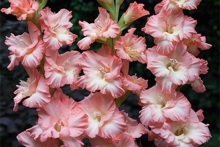 松原适合养什么花 市花和市树是什么
