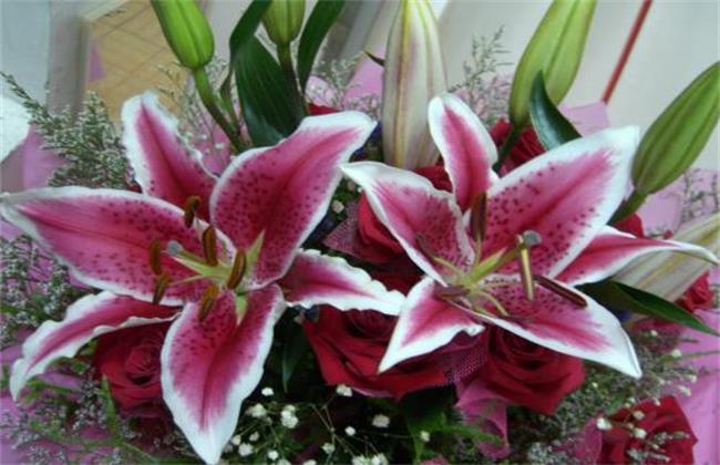 香水百合怎么养