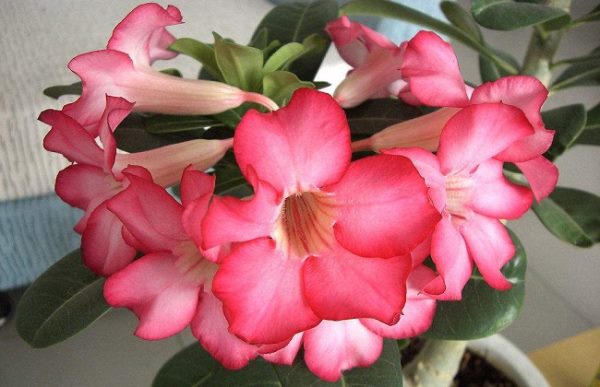 沙漠玫瑰冬季养殖方法