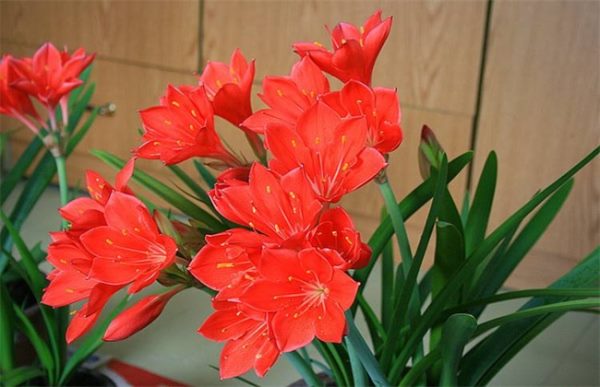 紫根兰的养殖方法