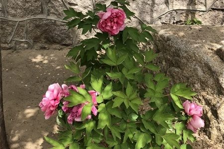 松原适合养什么花 市花和市树是什么