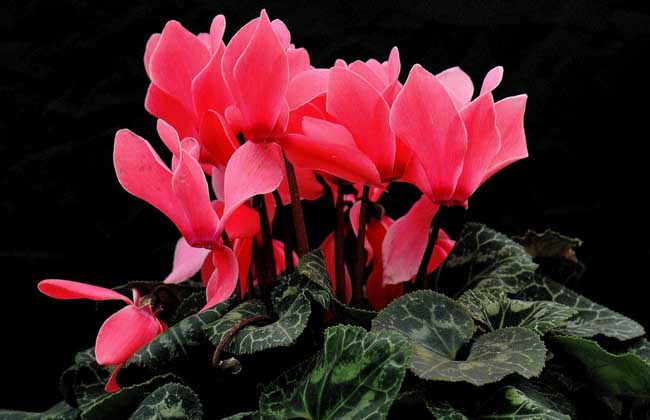 仙客来种子怎么种?