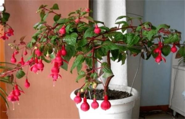 倒挂金钟的养殖方法及注意事项