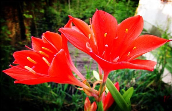 紫根兰的养殖方法