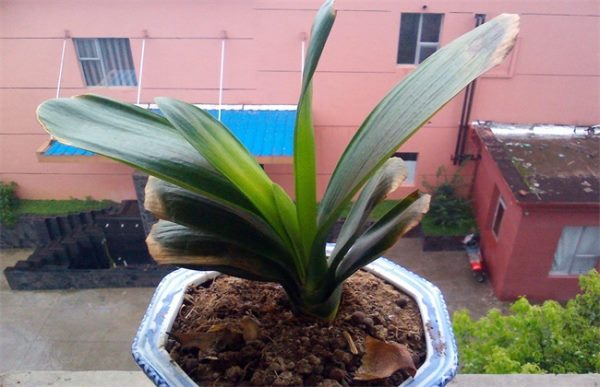 君子兰叶尖干枯怎么办