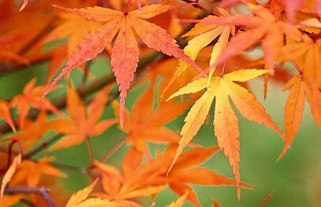 枫树苗价格及种植方法