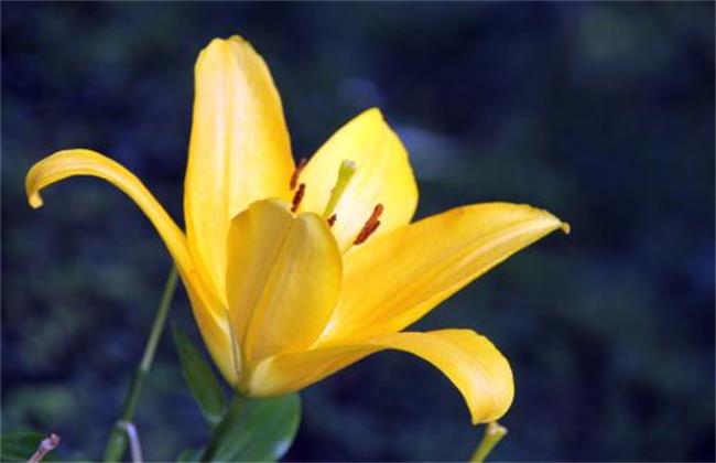 香水百合怎么养