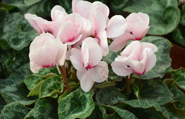 仙客来种子怎么种?