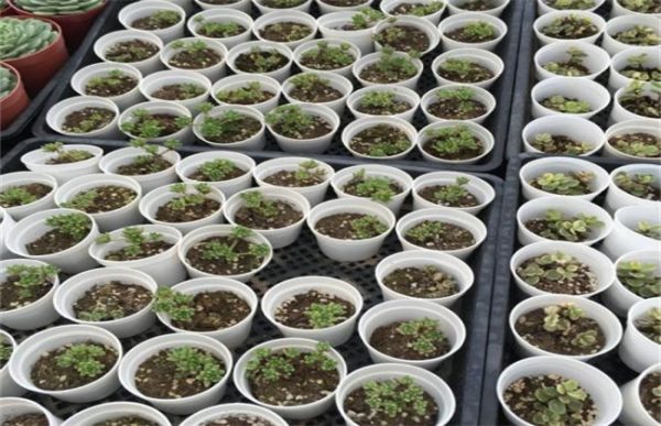 多肉植物怎么养