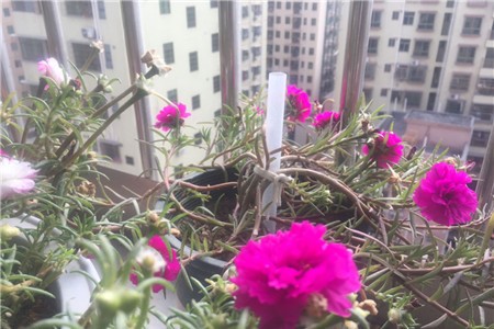 太阳花施肥方法 用什么肥好