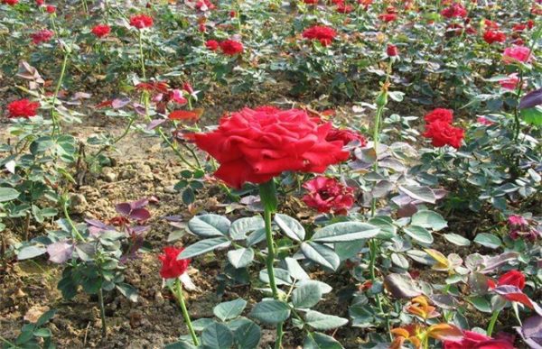 月季的养殖方法