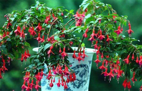 倒挂金钟的养殖方法及注意事项