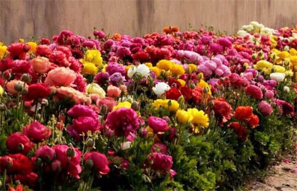 月季的养殖方法