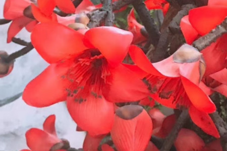 木棉花是哪个城市的市花 是什么时候开的