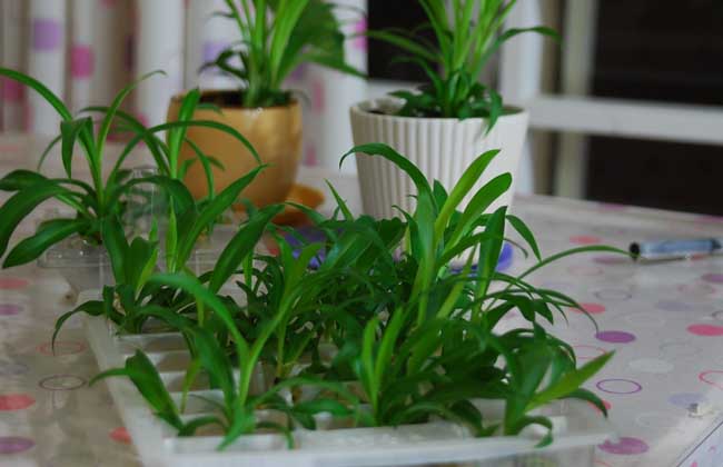 吊兰什么时候开花?