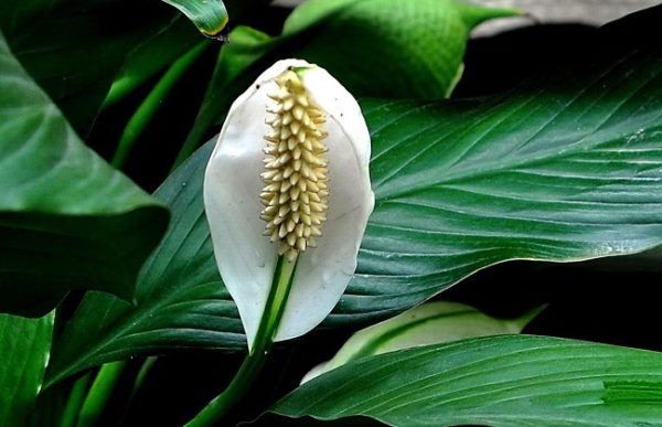 白鹤芋叶子蔫了怎么办?
