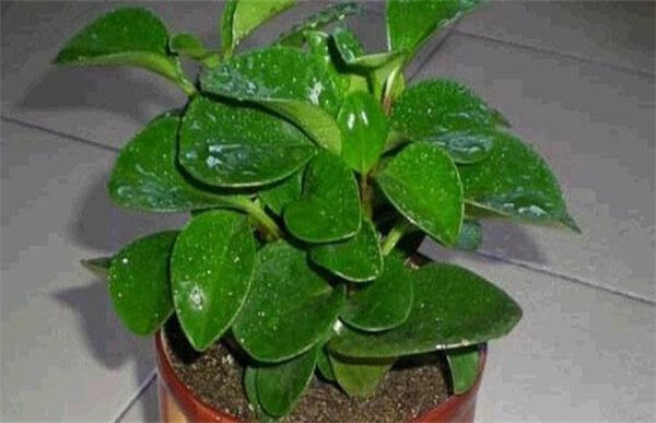 碧玉根茎腐烂的原因