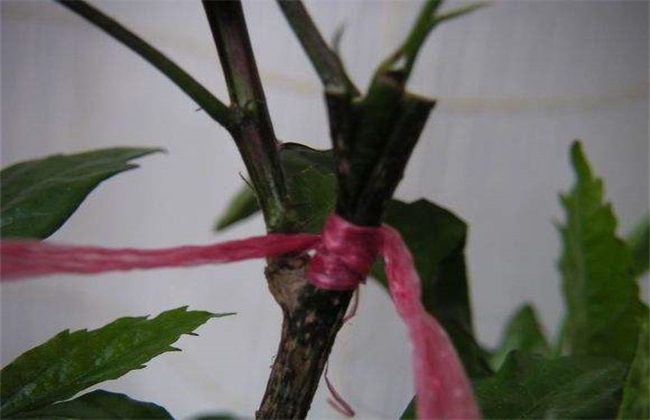 扶桑花的繁殖方法