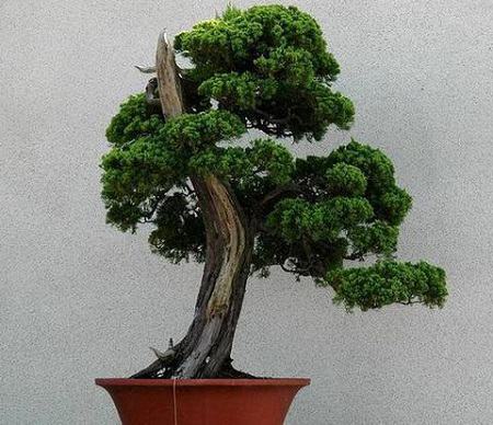 龙柏盆景的养护造型
