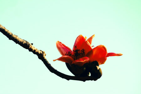 木棉花是哪个城市的市花 是什么时候开的