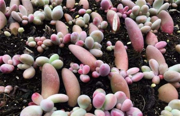 夏天养殖多肉注意事项