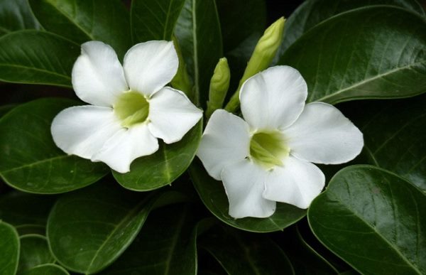 沙漠玫瑰冬季养殖方法