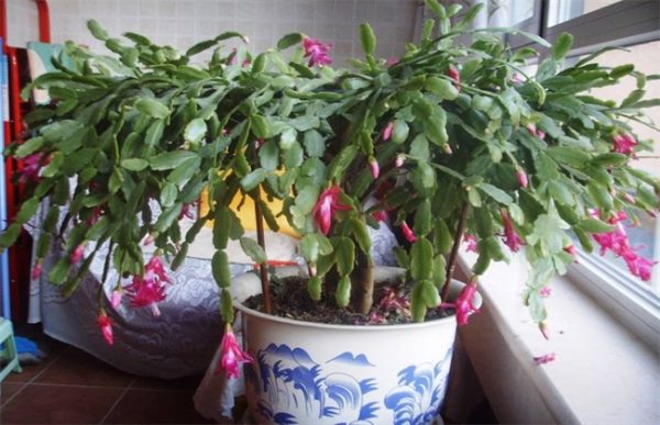 蟹爪兰养殖方法和注意事项
