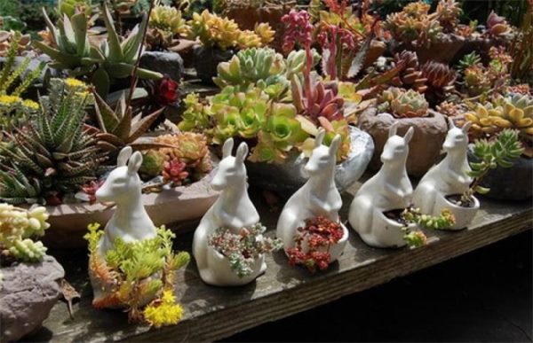 夏天养殖多肉注意事项