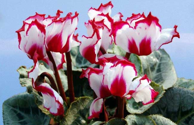 仙客来种子怎么种?