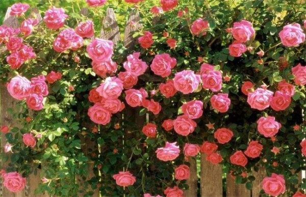 月季的养殖方法