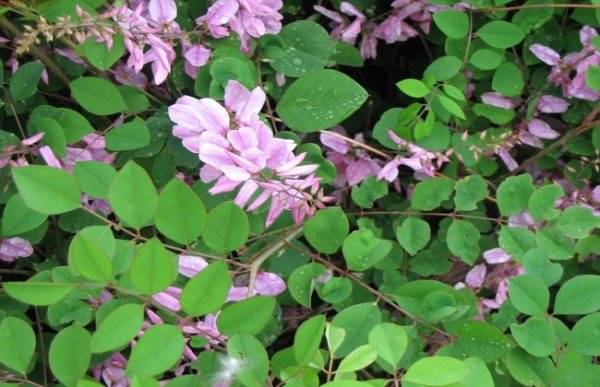 花木蓝的功效与作用