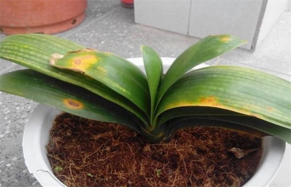 君子兰叶尖干枯怎么办