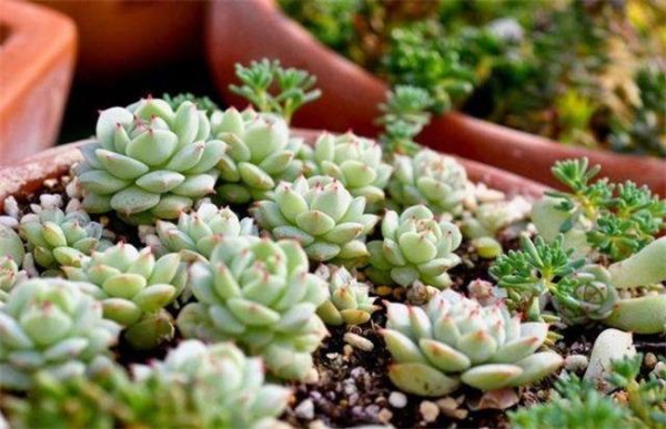 夏天养殖多肉注意事项