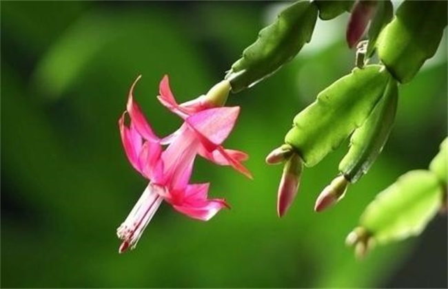 蟹爪兰养殖方法和注意事项