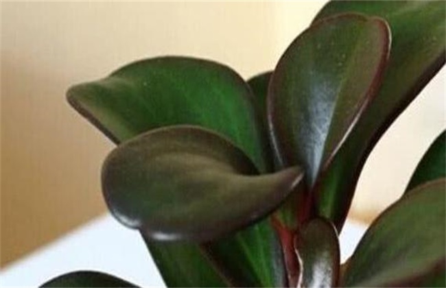 碧玉根茎腐烂的原因