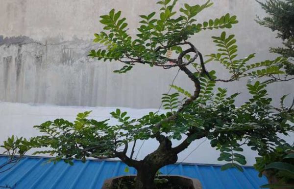 清香木怎么浇水最好?