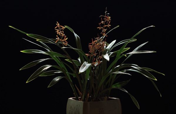 墨兰的养殖方法