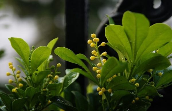 米兰花叶子发黄怎么办