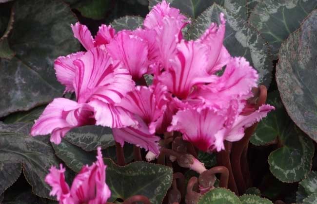 仙客来种子怎么种?