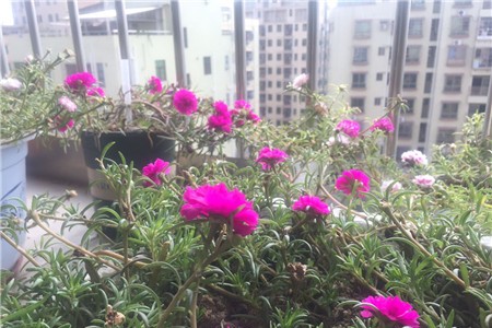 太阳花施肥方法 用什么肥好