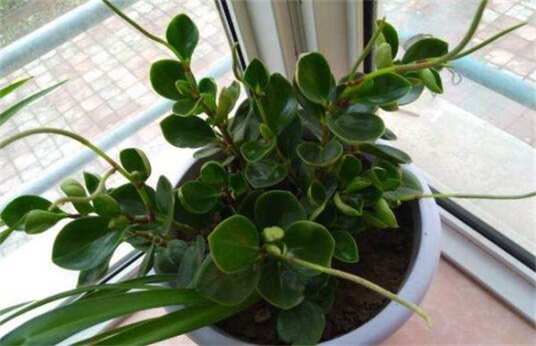 碧玉根茎腐烂的原因