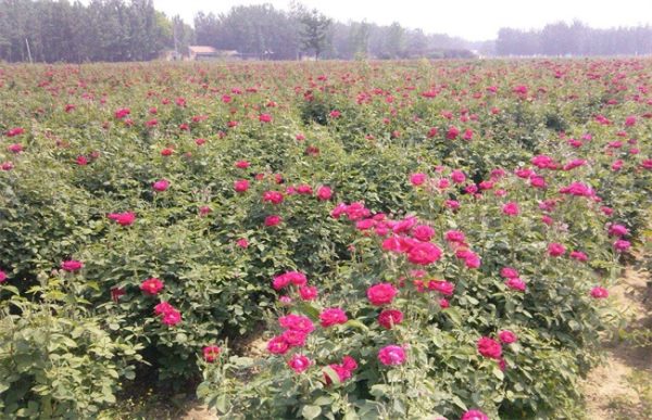 玫瑰种植土壤要求