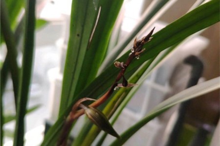 兰花花苞多久可以开花 长花苞后一直不开花怎么办