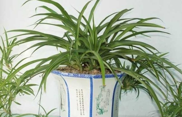 吊兰什么时候开花?