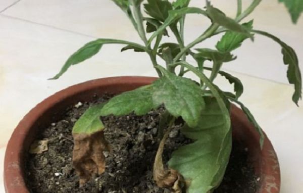 菊花盆栽下部叶子干枯发黄 是怎么原因?