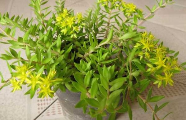 垂盆草种子怎么种?