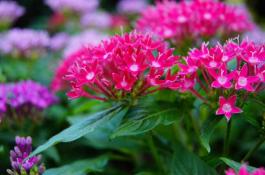 冬瓜繁种新技术