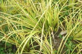 秋冬茬羽衣甘蓝的栽培技术