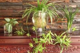 辣椒新品种-红妃